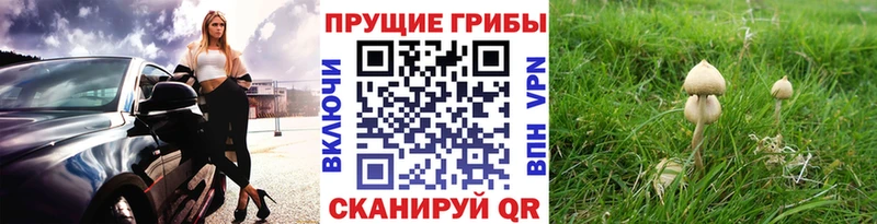 Галлюциногенные грибы ЛСД  блэк спрут зеркало  Райчихинск 
